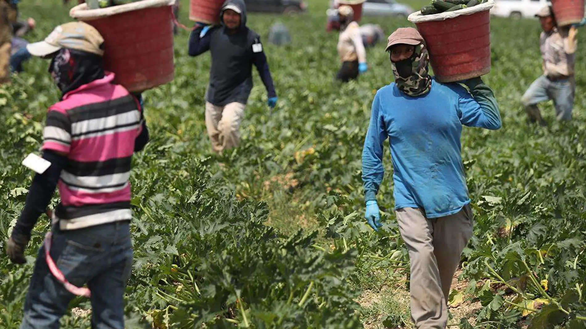 trabajadores campesinos migrantes estados unidos eu